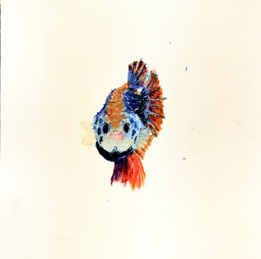 昨日描いた正面から見たベタ(熱帯魚)🐠🫧