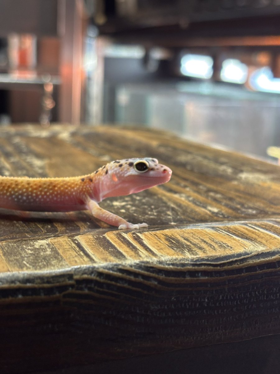 RESERVOIR.exotics (@Reservoir_ex) / Posts / X