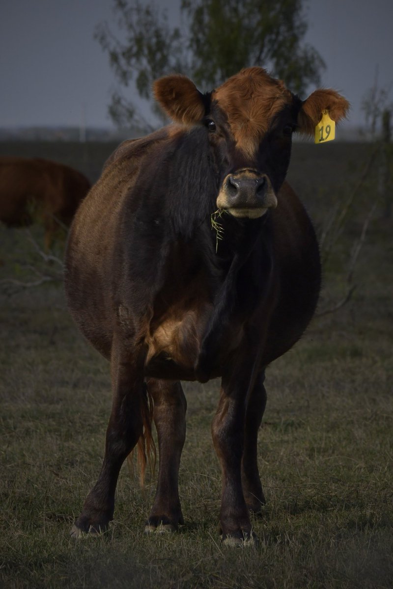 EyeOfTexasPhoto's tweet photo. A few shots from earlier today in Floresville, Tx. #Cattle #Texas #Photography #Livestock #Industry #Nature #Outdoors https://t.co/eCCauGsDal