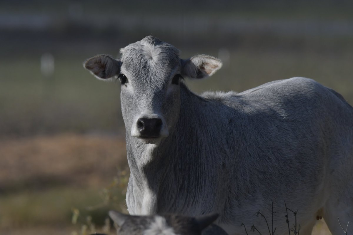 EyeOfTexasPhoto's tweet photo. A few shots from earlier today in Floresville, Tx. #Cattle #Texas #Photography #Livestock #Industry #Nature #Outdoors https://t.co/eCCauGsDal