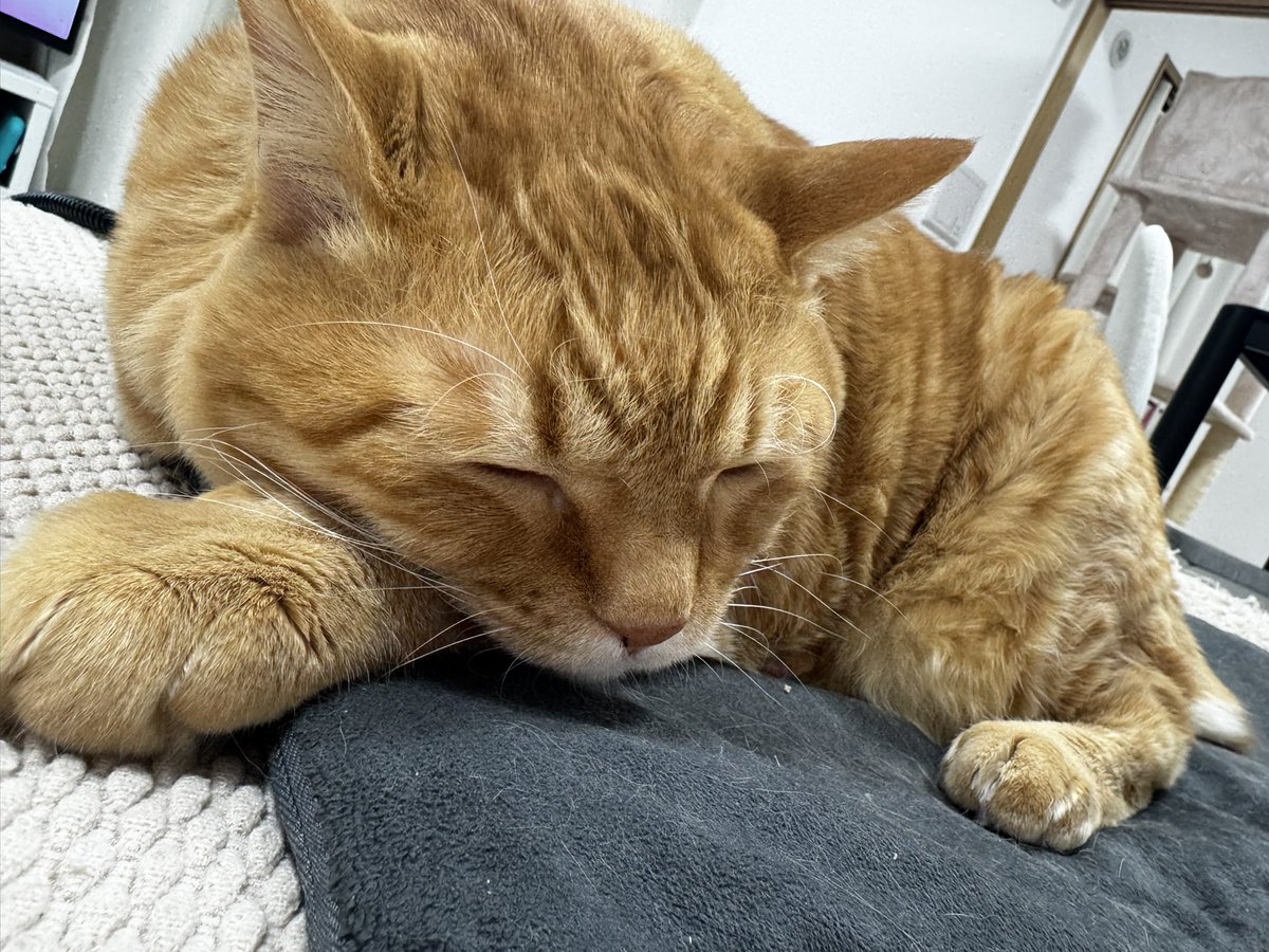 とらまる image.jpg