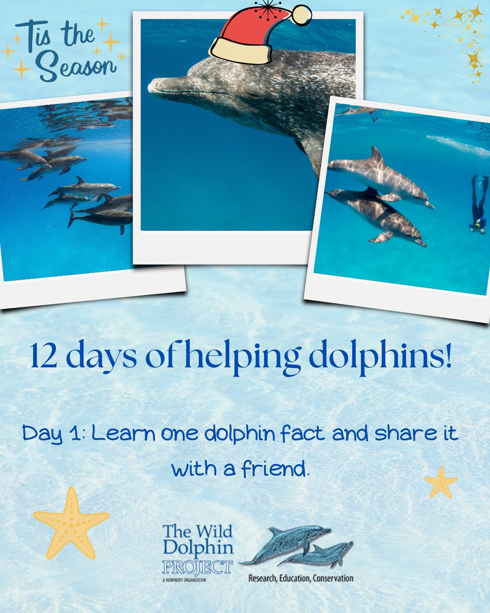 Wild Dolphin Project tweet media