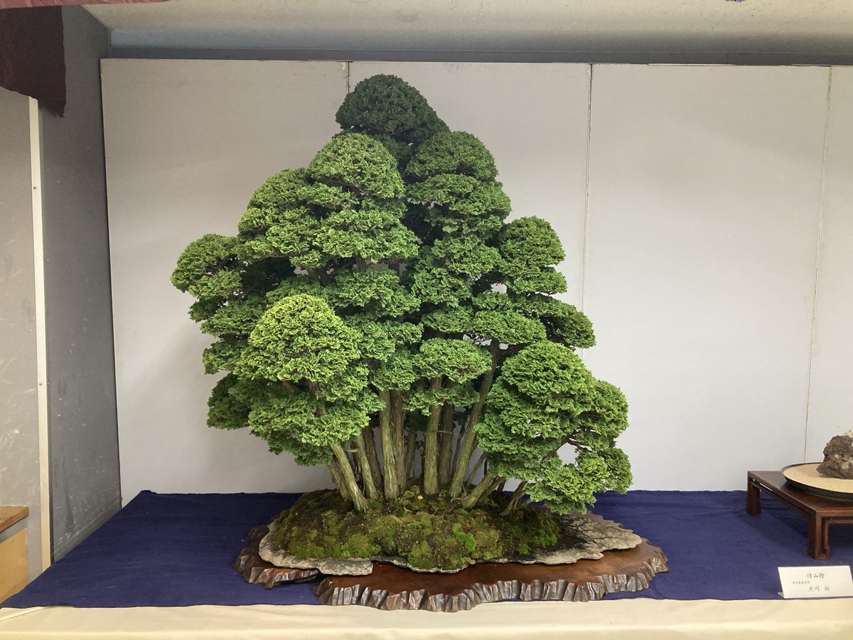 近代出版 編集部 (@kinbon_bonsai) / Posts / X