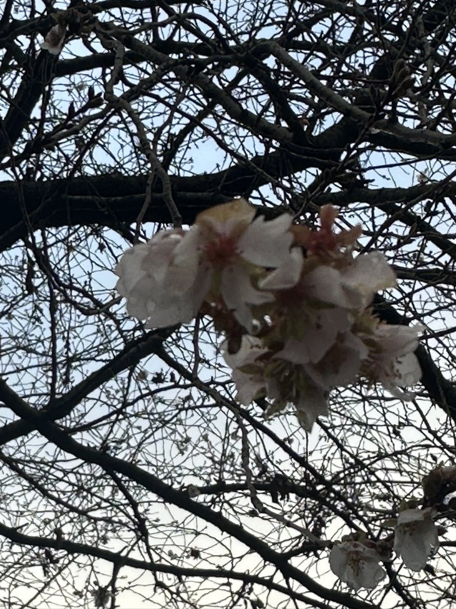 polypterus_fun9's tweet photo. 桜咲いてた！
#桜 
#時期はずれ 
#季節はずれ https://t.co/TyErDk2Vll