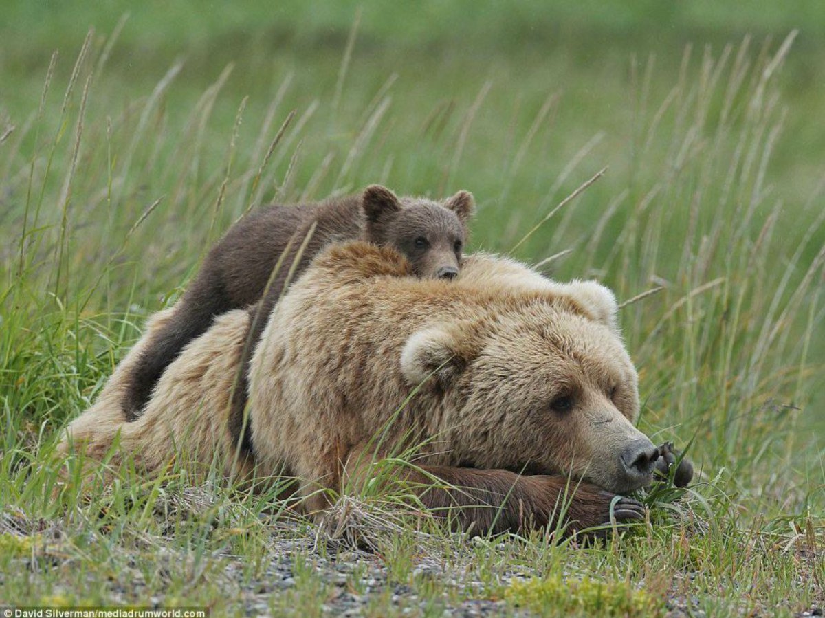 A mother bear carrying her baby on her back, photographed in a field 🐻