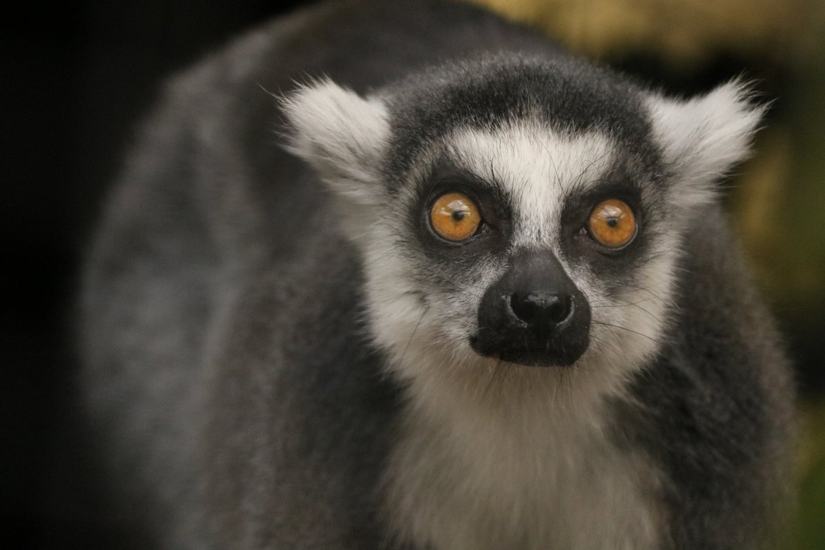 #今年も残りわずかなのに原猿類の写真TLに全然流れてこないから貼ったらいいねん