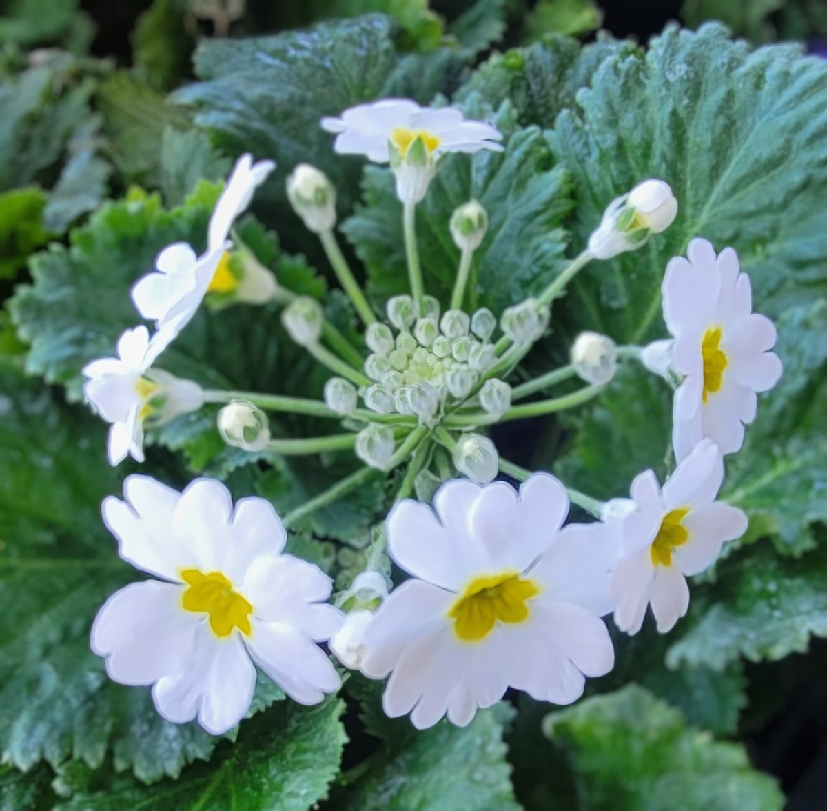 ワニ君 (@Ekh5Y55rvYFHbgc) / Posts / X