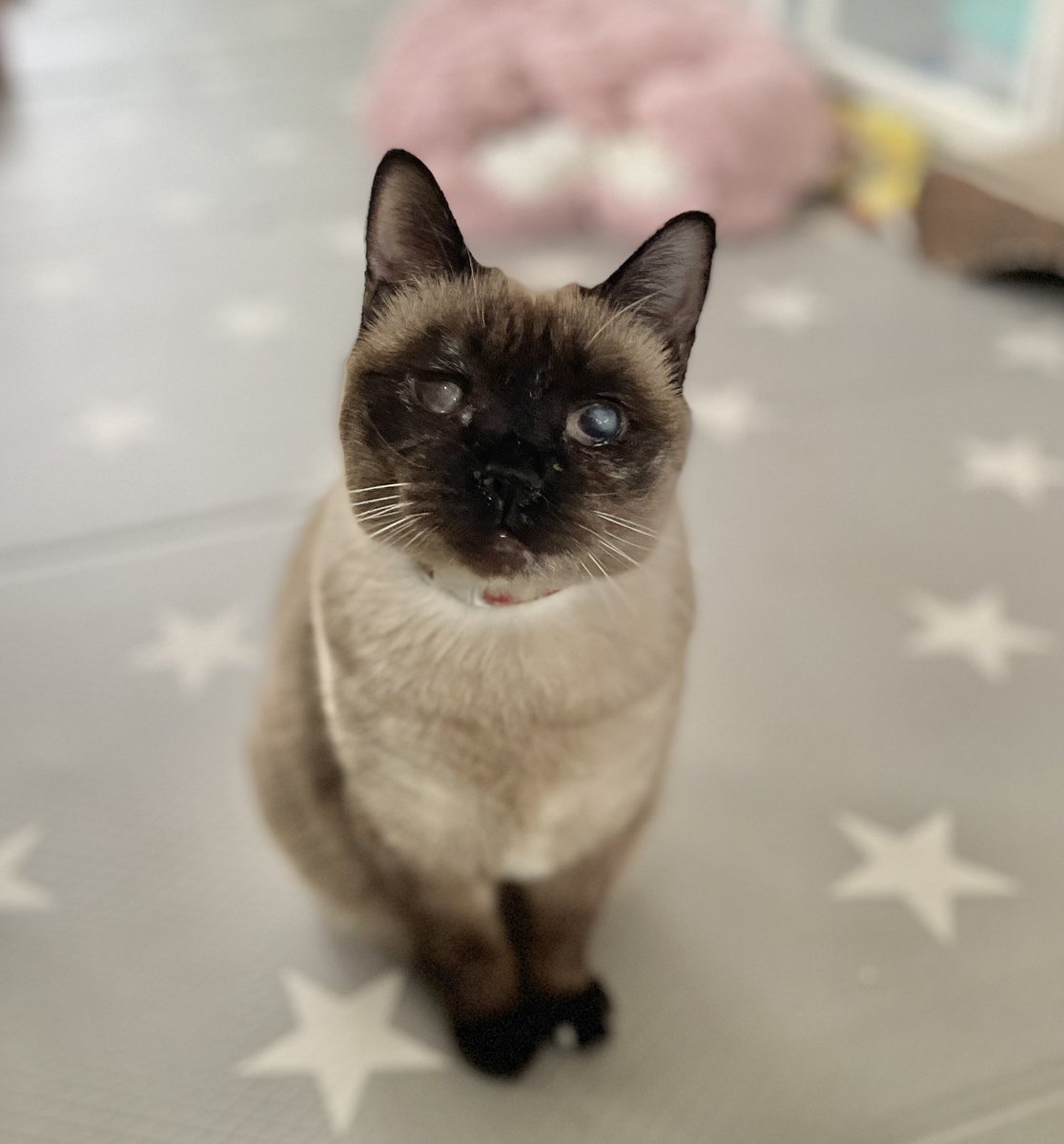 ぽっちゃん いっくん② 2022 Ninja ZX-25R / SE(2BK-ZX250E) POWERBOX FULL 'S