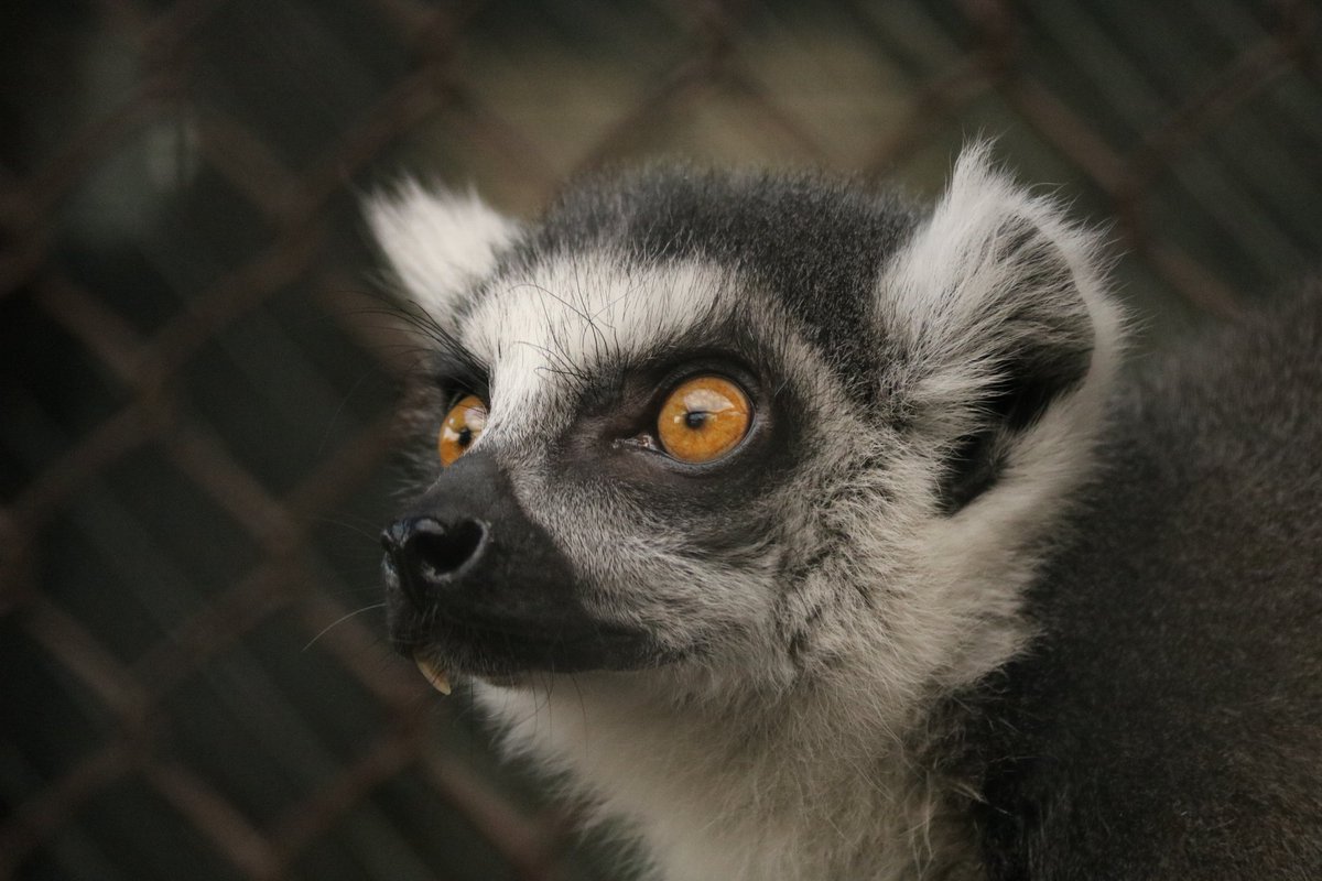 #今年も残りわずかなのに原猿類の写真TLに全然流れてこないから貼ったらいいねん