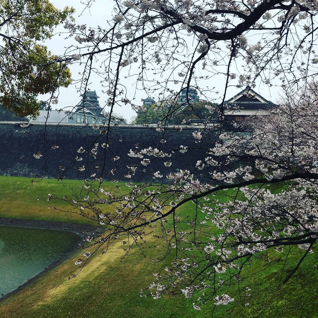 Srinu31775208's tweet photo. 桜が咲き始めた季節🌸
熊本城の風景と桜のコラボレーションはとても美しいですね✨
春の訪れを感じながらの散策は最高です！
#熊本城 #桜 #cherryblossom #castle #japantrip https://t.co/B7i3THfQhi
