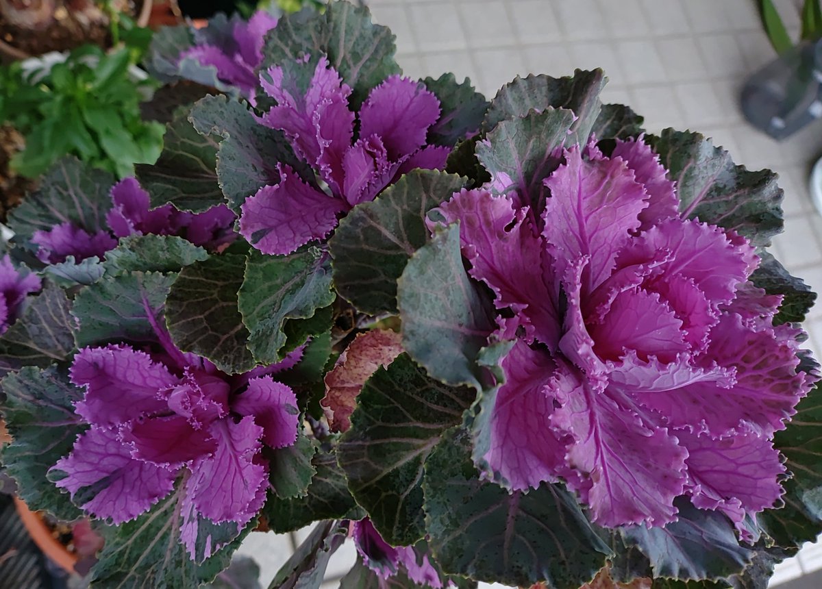 趣味の園芸コミュニティ Community on X - 85 Members