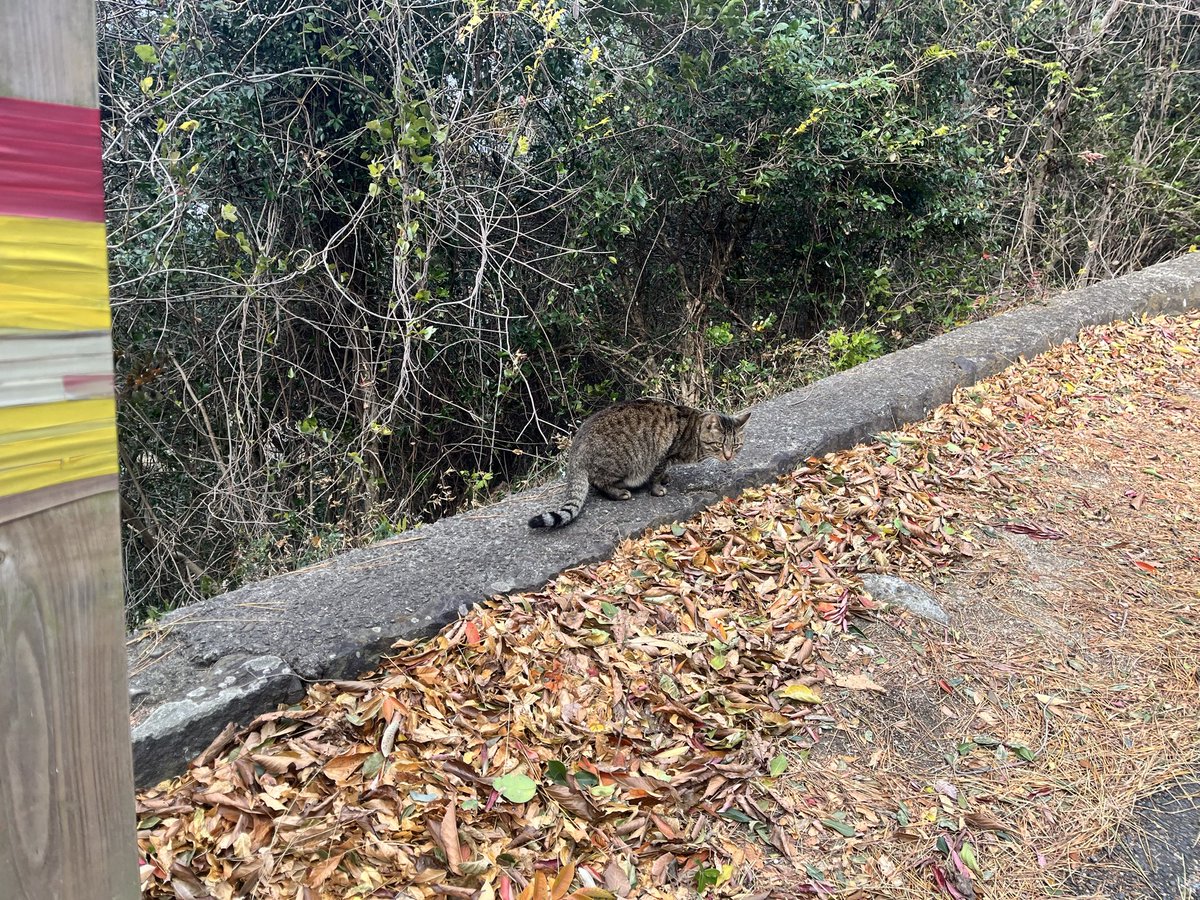 Googleマップが徒歩6分ていうから歩いていこうかなと思ったけど、
開始1分で後悔し始めた、、、
全部階段やないかい。
山頂からの景色は絶景で良きでした！