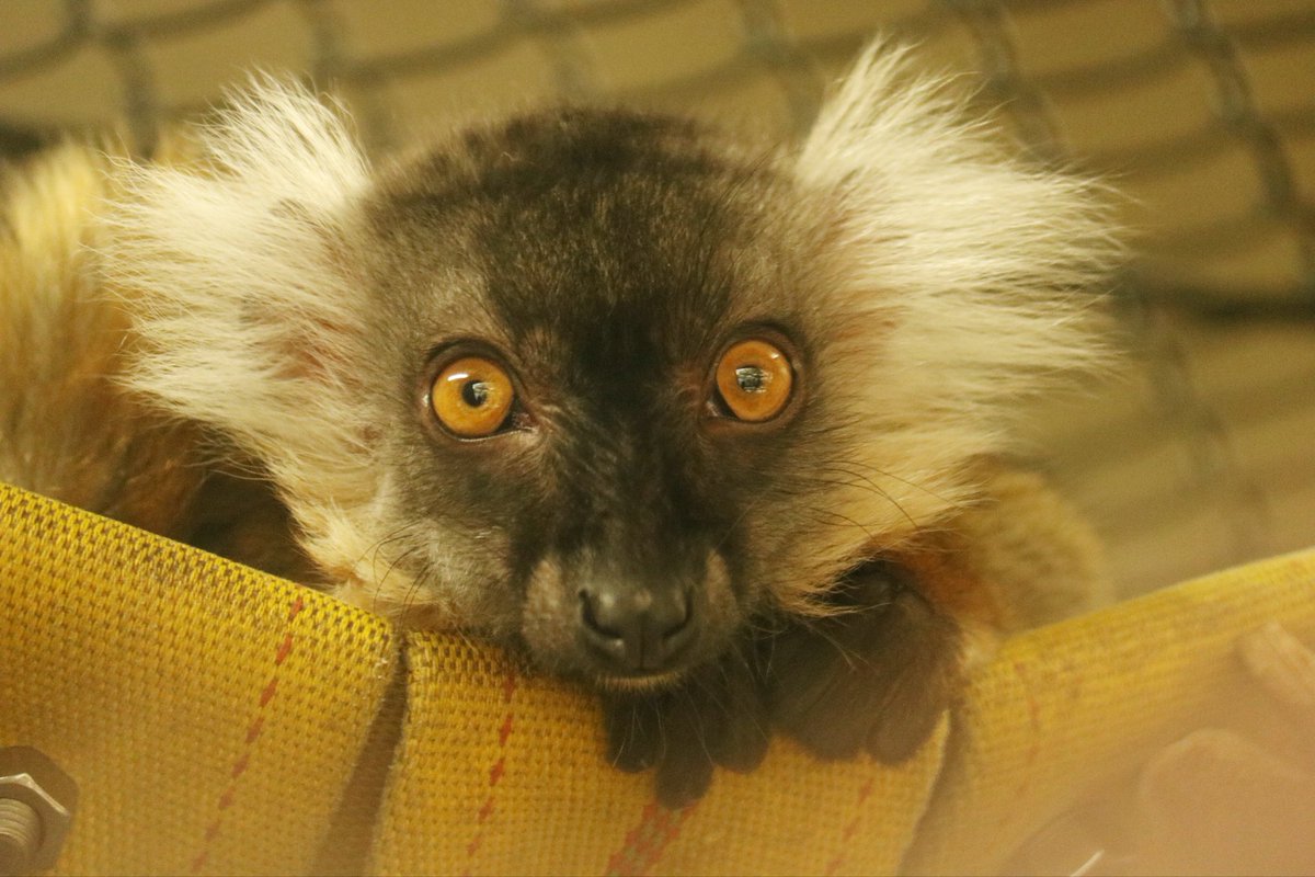 #今年も残りわずかなのに原猿類の写真TLに全然流れてこないから貼ったらいいねん