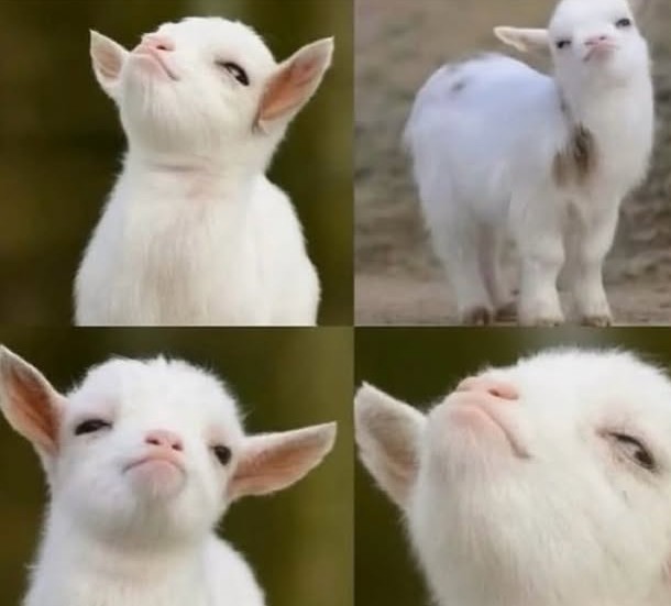 Asad Sagheer tweet media