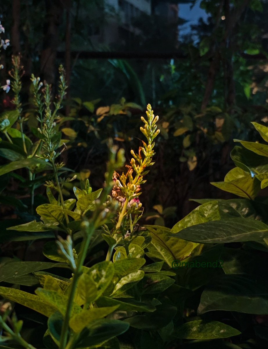 mabend2's tweet image. Theme: Backlit

Because backlit scenes turn light into a subject of its own.

Happy Sunday folks