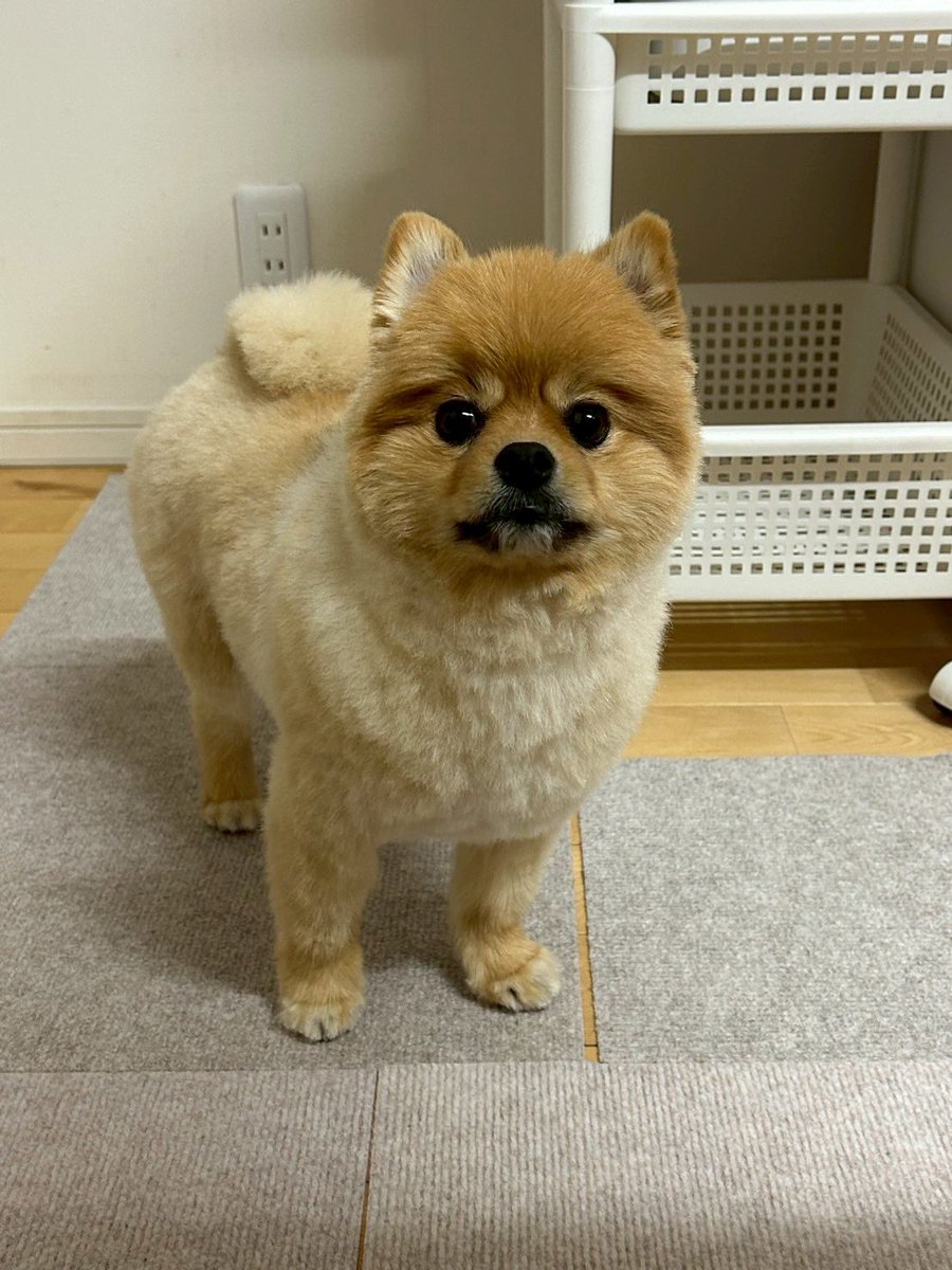 チャロとボンボン（ポメラニアン兄妹） (@chabon_pome) / Posts / X