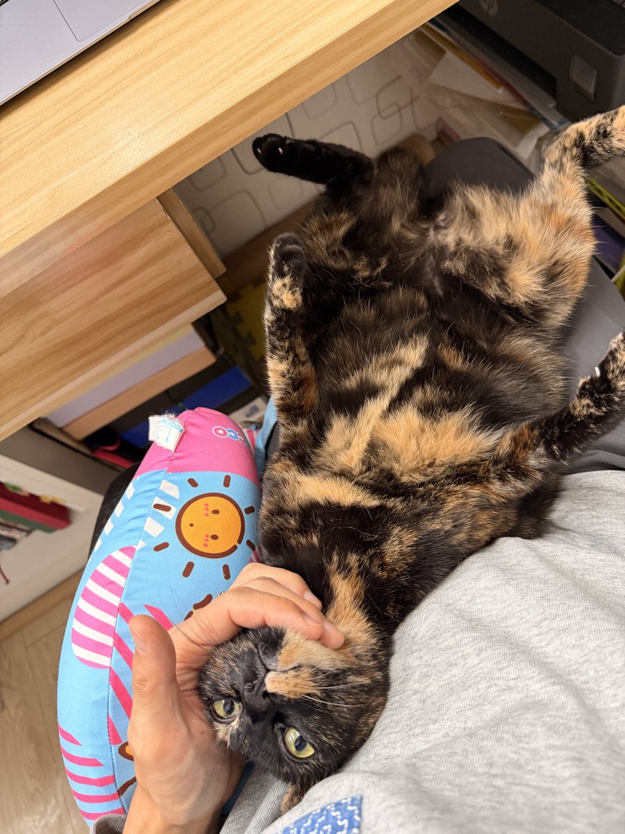 waidick's tweet image. What will you do at Sunday morning.
#cat
#Tortoiseshellcat