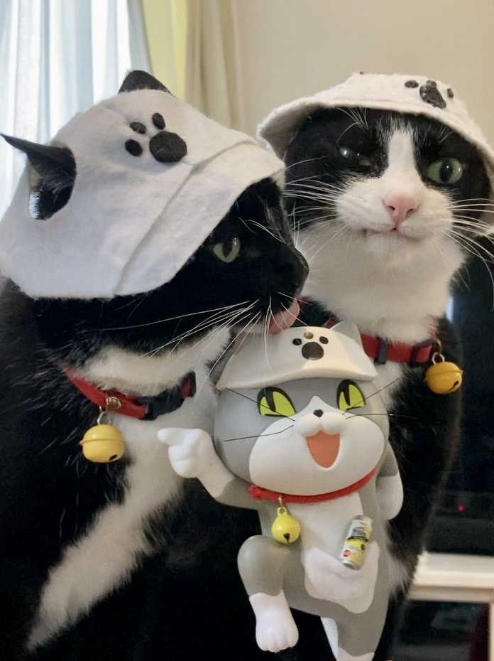 さいまる🐾(°▽°)σ ﾖｼ! (@himawari2727274) / Posts and Replies / X