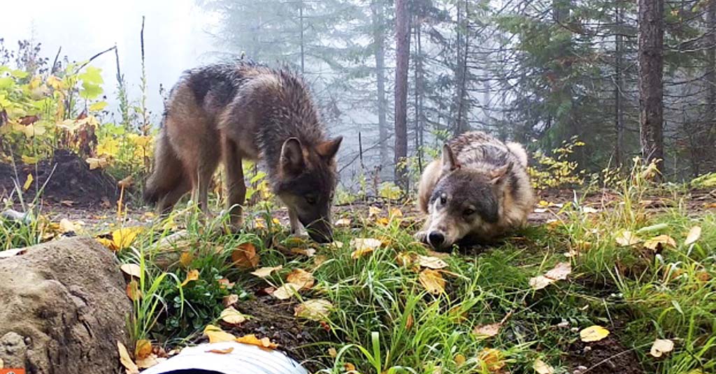 AmUmbria's tweet image. Sherman wolf pack is now left with 1 female with 6 pups, how will she get enough food, they will either starved to death or be killed for predation. WDFW has killed 51 wolves since 2012, &amp;amp; 36 of those killings were on behalf of Diamond M Ranch, because of their inadequate…