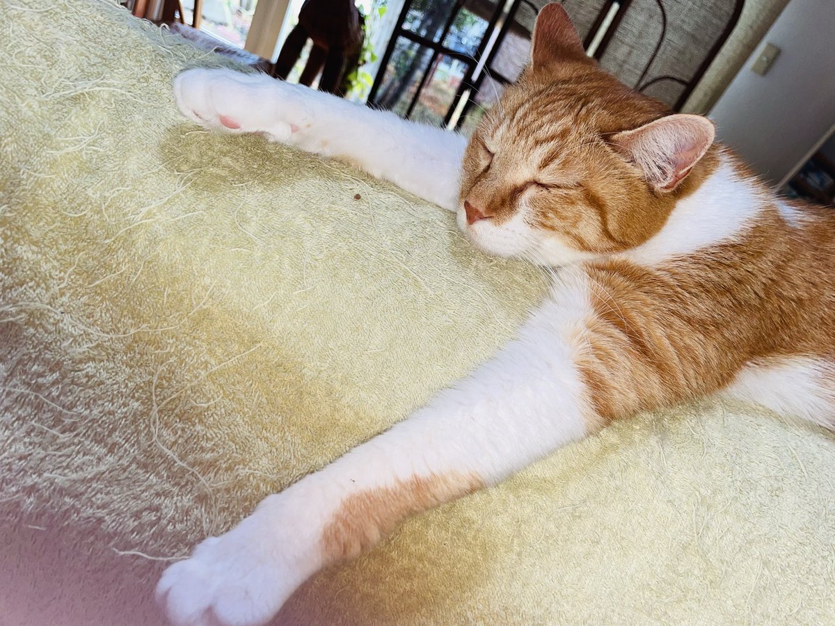 猫は1日の半分以上を寝て過ごします。それは狩りのためにエネルギーを温存する必要があるのです。。

目が覚めたら遊びましょ