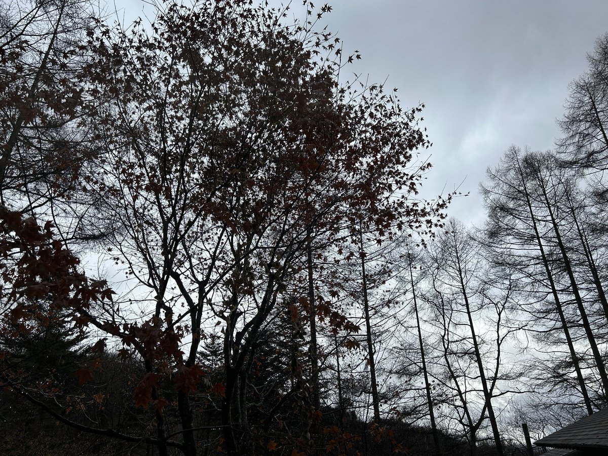 mmanaho's tweet photo. 雪ではなくて、雨と霧☔
12月は.そんな日もある。
#山暮らし
#自然と暮らす
#自然と話す
#美しい場所
#naturephotograp
#蓼科高原
#茅野市
#八ヶ岳
#music
#soundproducer
#voiceproducer
#singersongwriter
#❤️
#naturephotograph
#treesmagic https://t.co/UfAsXgKhZZ