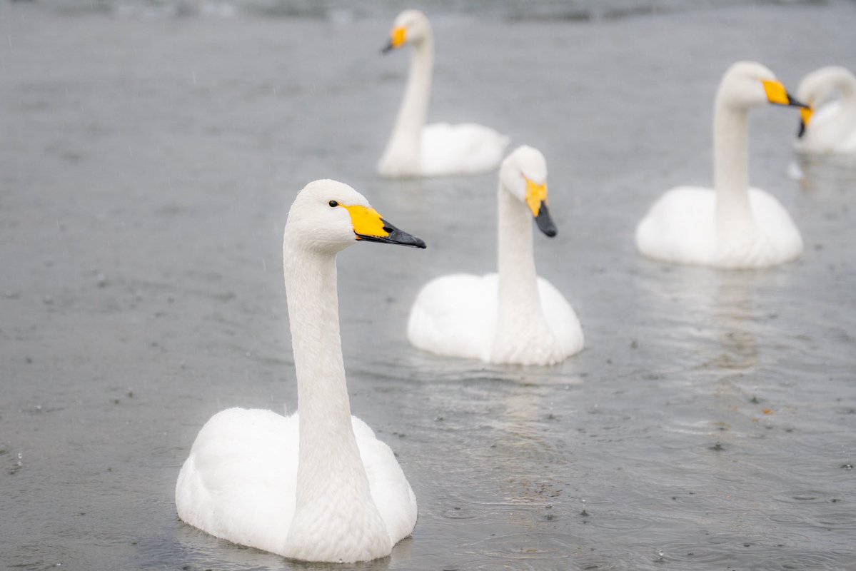 闇鍋(やみなべ) (@yaminabe) / Posts / X