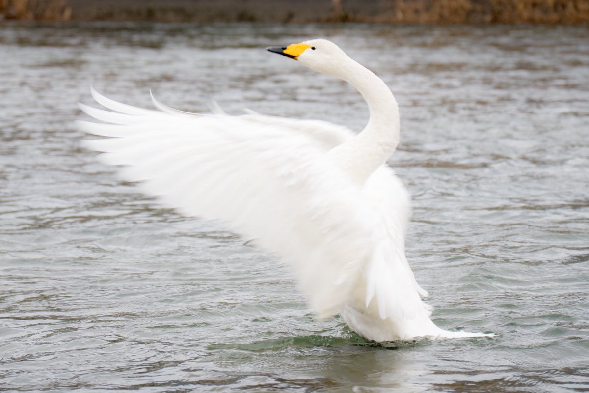 闇鍋(やみなべ) (@yaminabe) / Posts / X