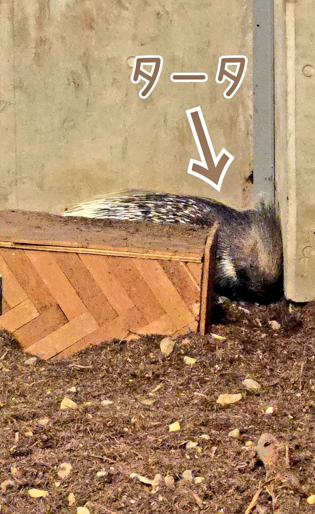 Kijitora16mori's tweet photo. 【動物園】
25年12月13

円山動物園に仲間入りしたタテガミヤマアラシのタータ♀
隅っこにいた
（11時位と15時に見に行ったけどお顔は見れず）
※ライオン館にいる

#円山動物園
#タテガミヤマアラシ
#タータ
#円山動物園に仲間入り https://t.co/odb9L7cSDM