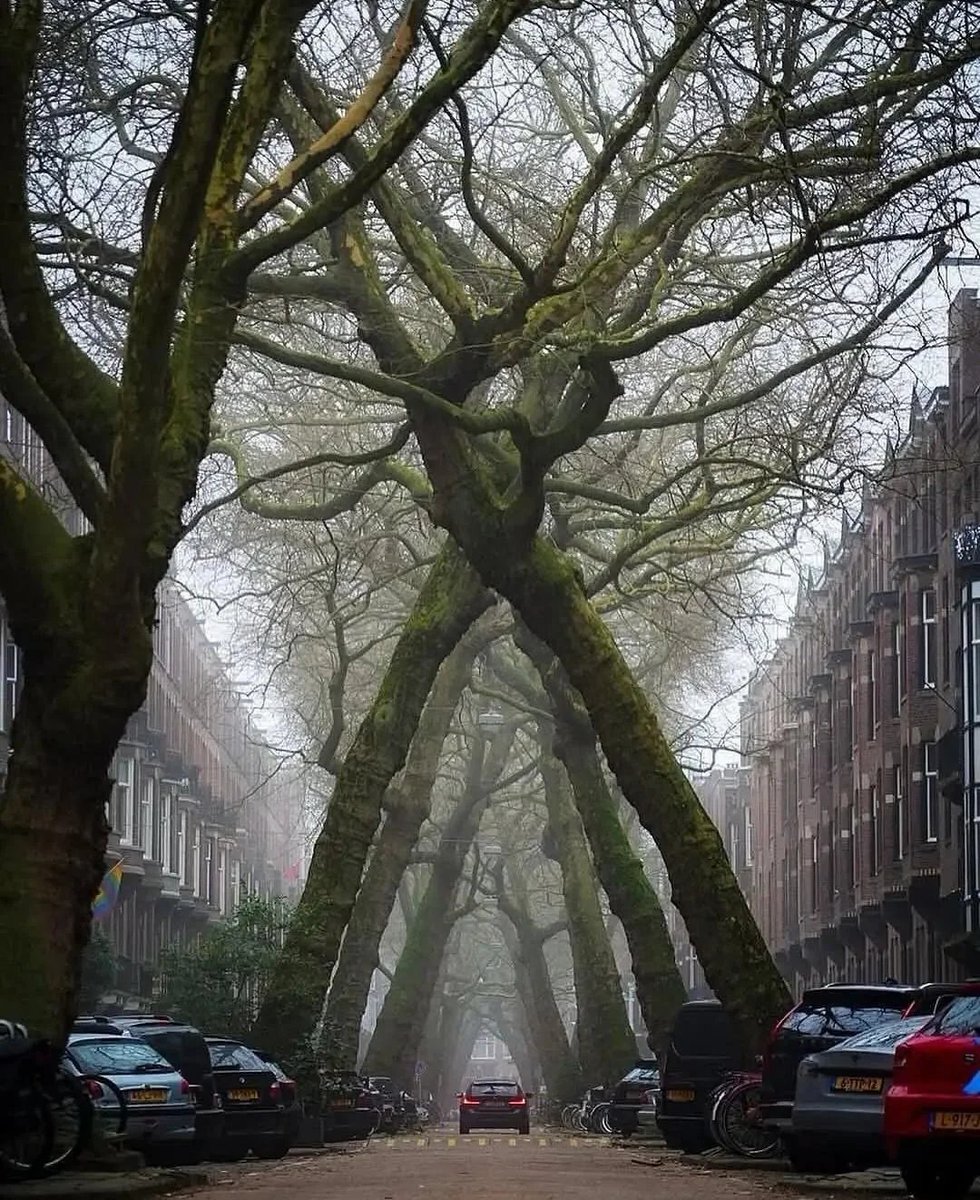 informative_Dia's tweet photo. A street in Amsterdam, known for its plane trees that form a natural tunnel over the road. https://t.co/ogvYjTlepQ