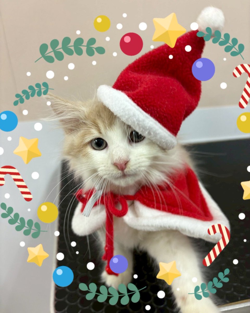 🎄︎犬猫クリスマス月間🎁 クリスマス衣装のわんちゃん・猫ちゃんを