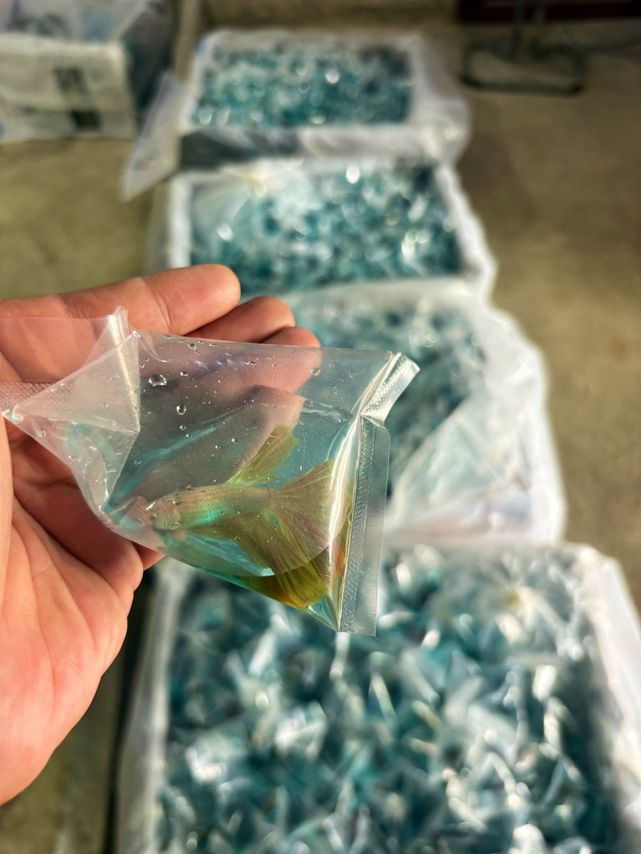 M_HappyFish's tweet image. สี่พันกว่าตัว เดินทางปลอดภัยนะเด็กๆ 😘
🛫 🇨🇦