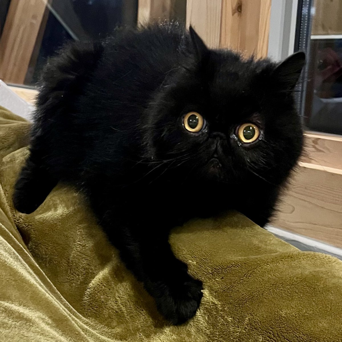 黒エキゾのちーやん (@mikiochapo) / Posts / X