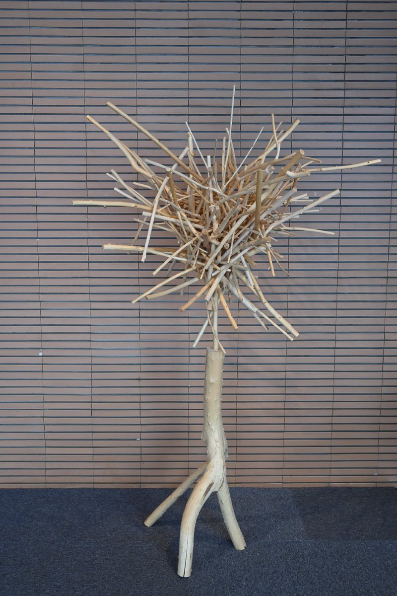 【＃今日の樹華】
2日目、少し横へ広がってきました。当館ロビーに設置している《樹華》は、触ってOK♪ 作品上部の柳の枝を抜き差しすることで、作品の様子が変化していきます。皆様ぜひ体験してみてください。
＃旭川美術館　＃砂澤ビッキの生きた時代展