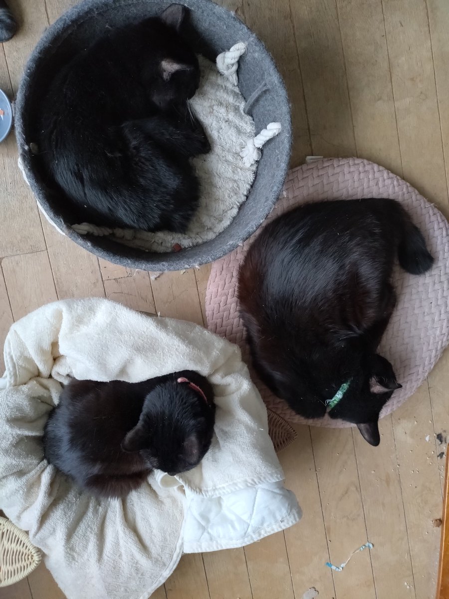 ﾈｯｺﾈｯｺﾈｯｺ ※姉姉弟のきょうだい