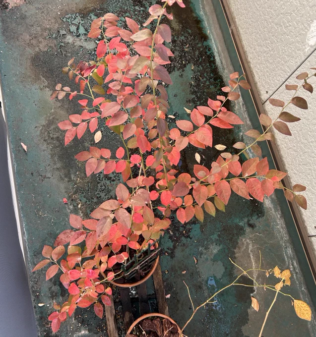 紅葉写真撮るの忘れてた ビロキシーちゃんは真っ赤紅葉 オニールちゃんはやんわり紅葉の後にもう散りまくった そして毎日落ち葉拾いしてるヽ(∵ ヽ 三 ノ ∵)ノ