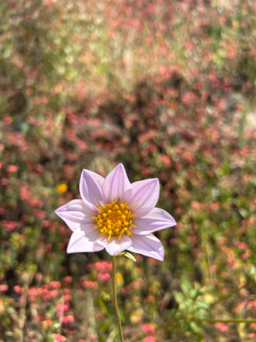 Me gusta la temporada de lluvias por el regreso de los helechos, y le tengo un aprecio especial a la temporada seca por el boom de floración.