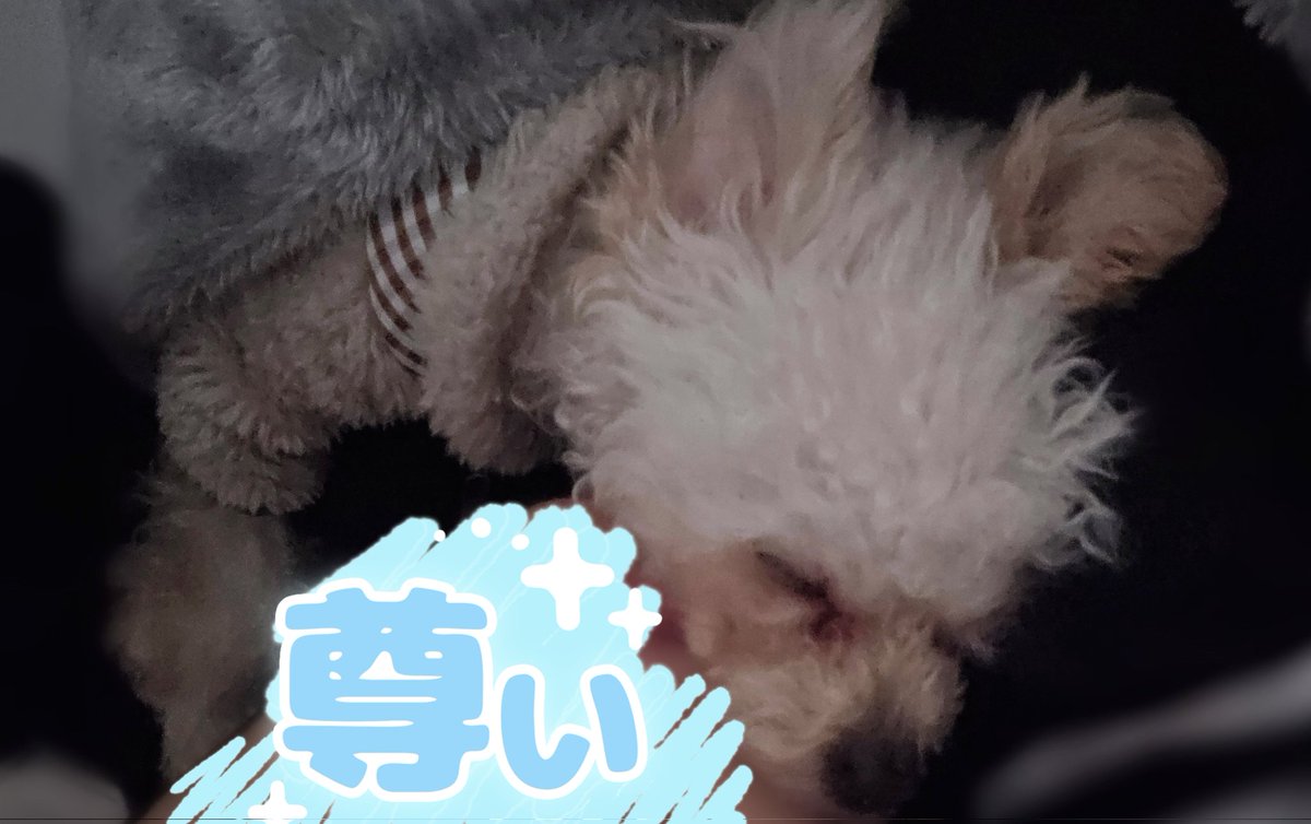 保護犬 #保護犬を家族に 大好き💙 #プードル #無断転載禁止