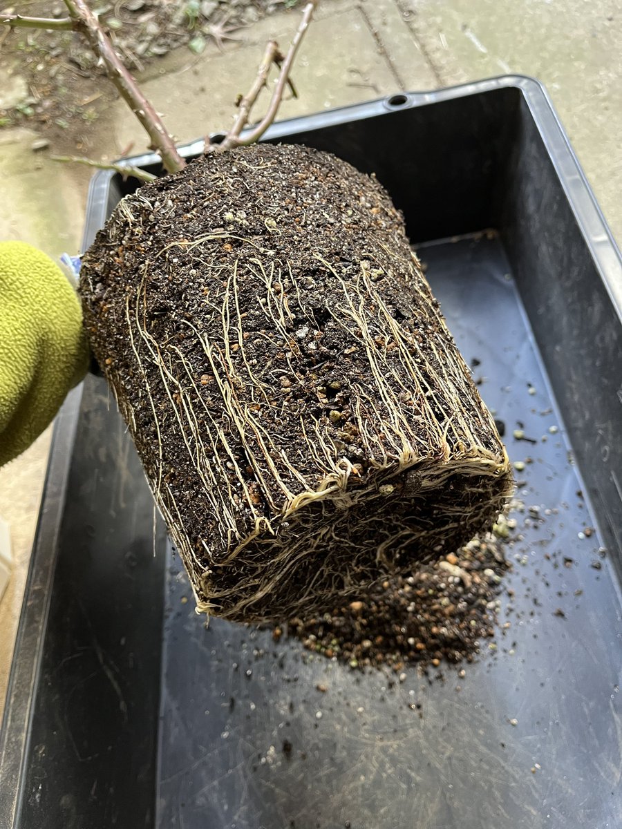 バラ(希成) 春にはニュアンスカラーの大輪が咲きます。一応四季咲き