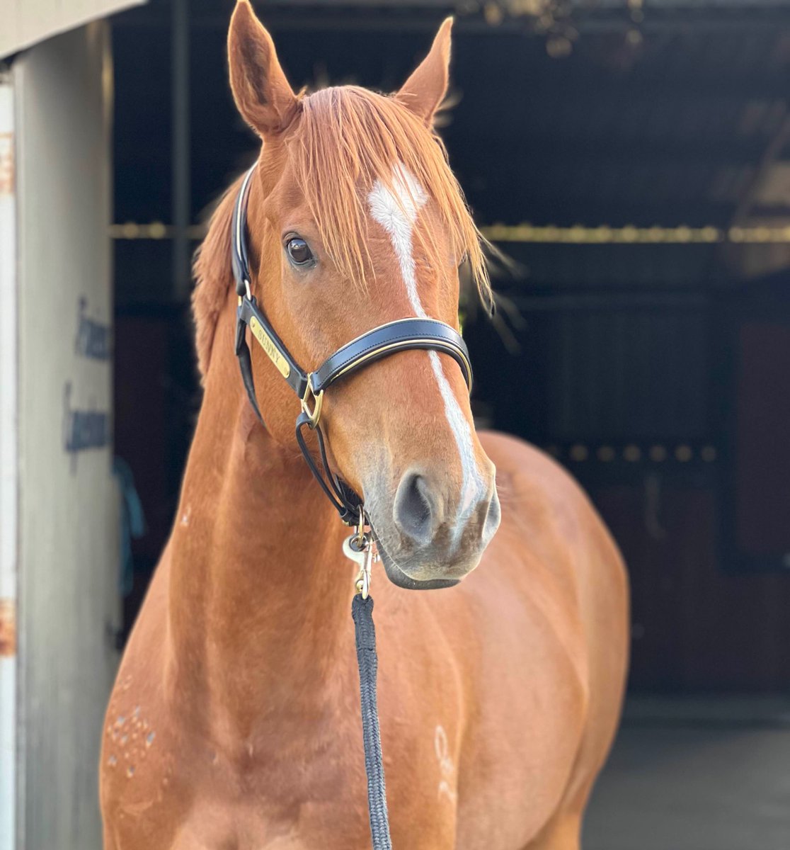 Lunar & Sunny 🐴 tweet media