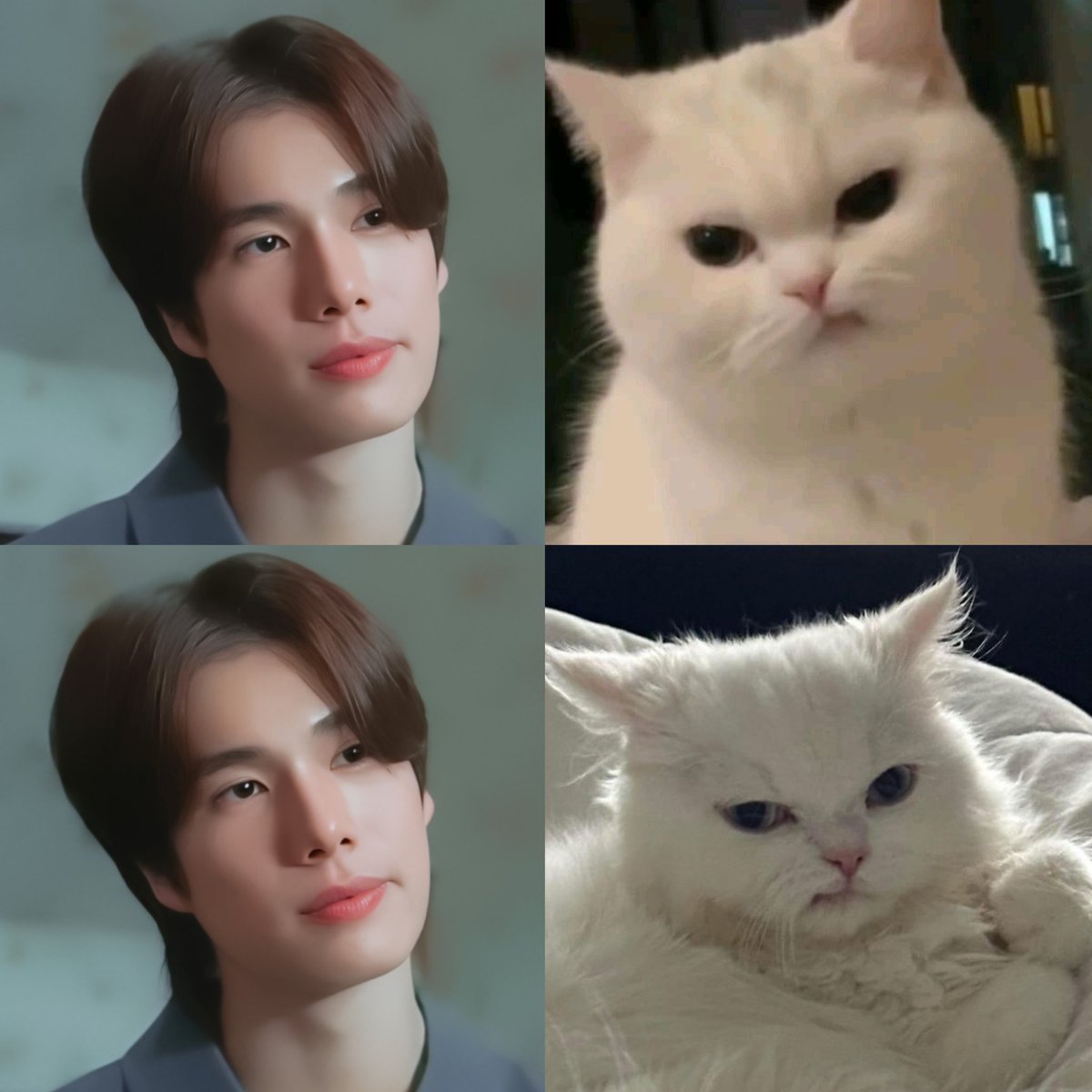 Unimpressed Cat  😾 ✨️

#MeAndTheeSeriesEP5