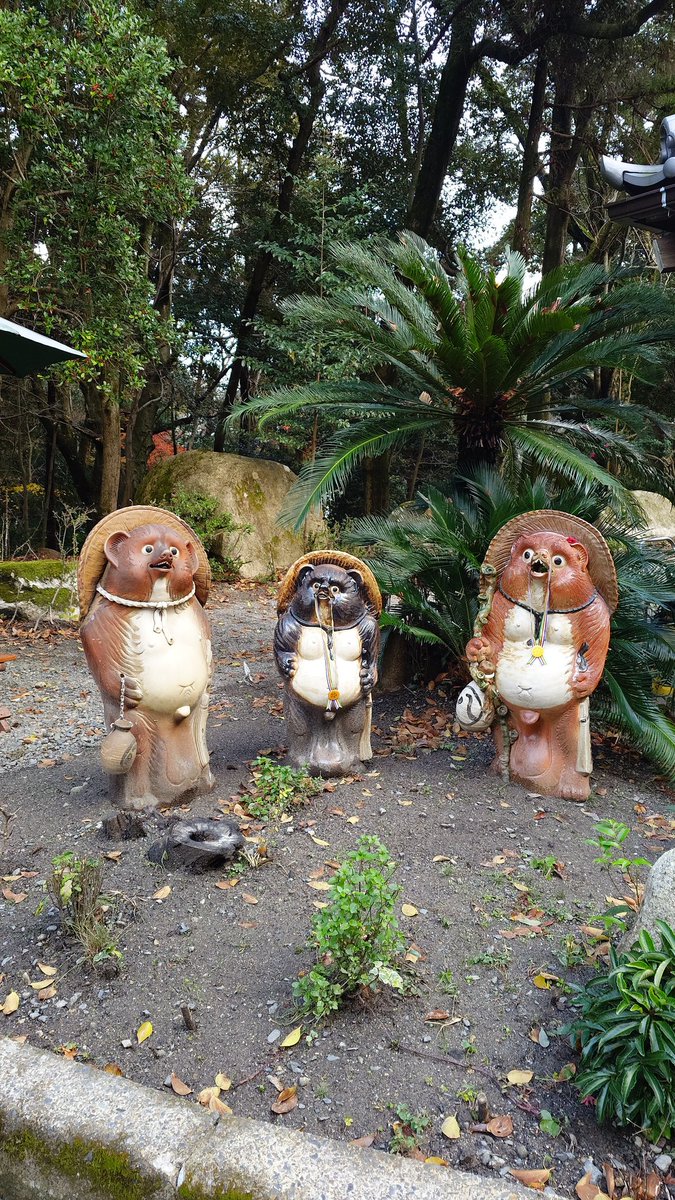 Post by まっきー🥦 on X: たぬきがいっぱい