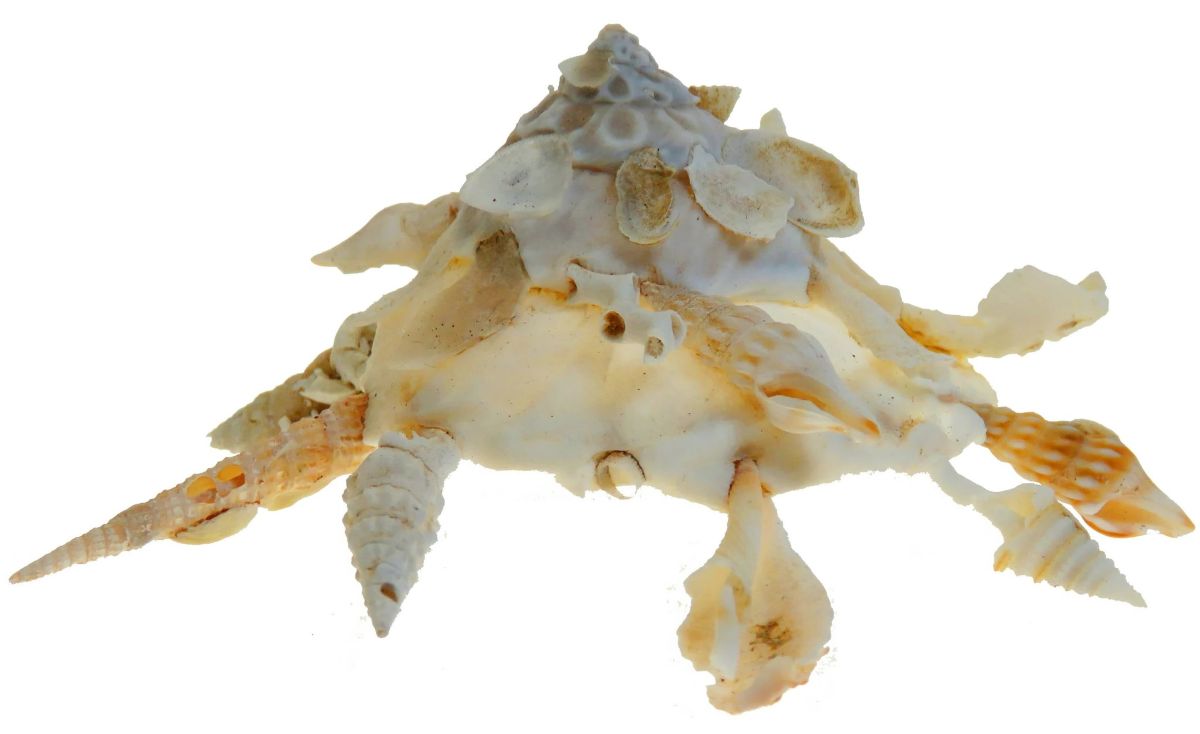 pattayascuba's tweet image. Carrier Shells (#Xenophora)

One of the marine #snail species is best known for the way they decorate their shells with foreign materials.

Carrier #snails, belong with the genus Xenophora, a group of fascinating shelled gastropods.
#scubadiving

private-scuba.com/sea-life/marin…