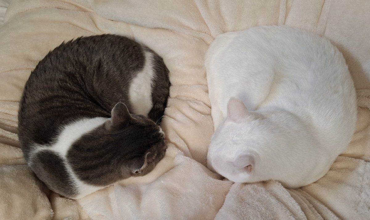 きれいなシンメトリー🐱かわいい🐱寝るかも