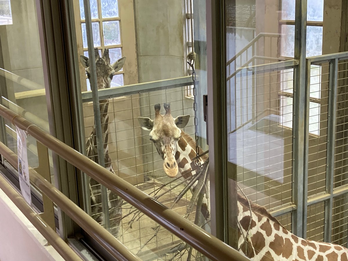 Ratty2099's tweet photo. 茨城県の「日立市かみね動物園」で🐻を見たりしてきた、🦒は4頭居たけどデカすぎw
雨だから皆寝てたり奥に引っ込んでたけど、ちゃんと見られる構造になってて楽しめた https://t.co/NAikkohw0s