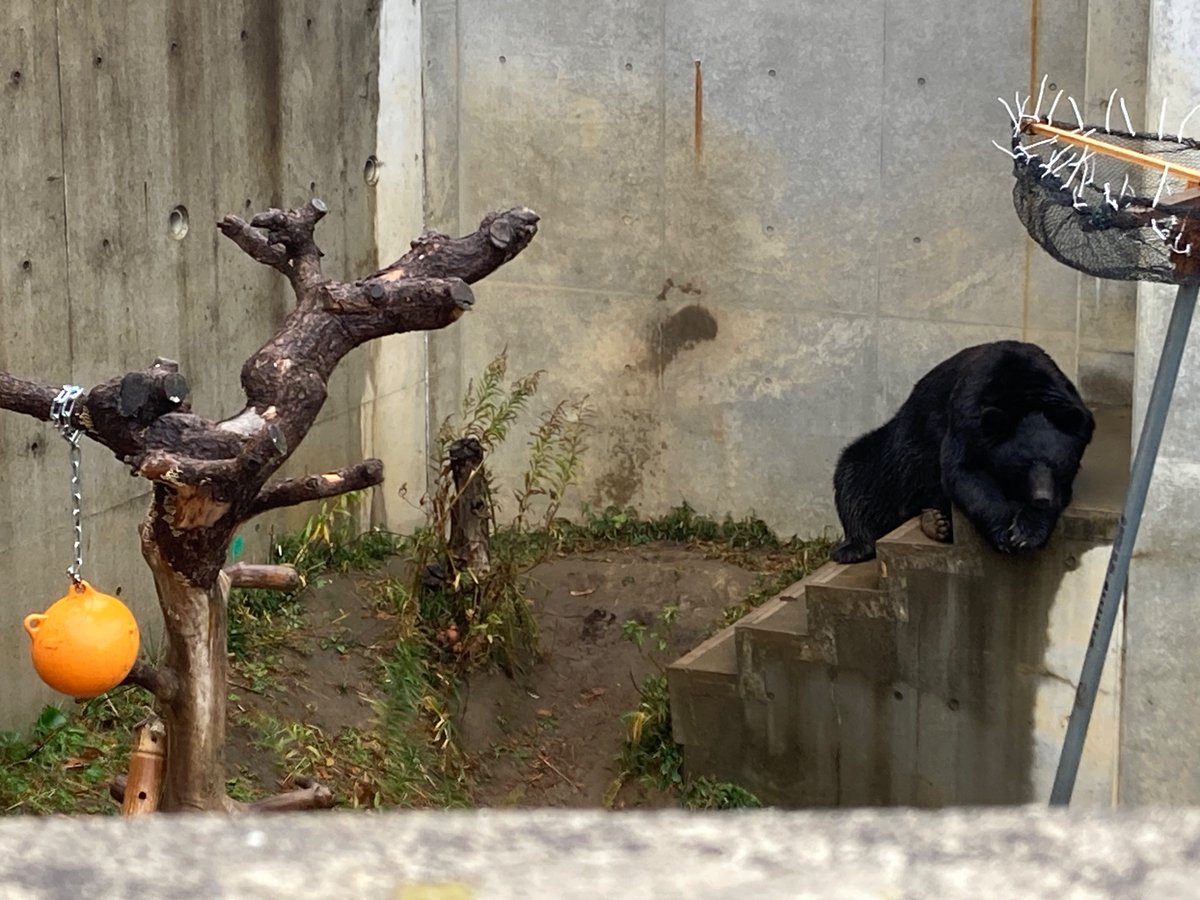Ratty2099's tweet photo. 茨城県の「日立市かみね動物園」で🐻を見たりしてきた、🦒は4頭居たけどデカすぎw
雨だから皆寝てたり奥に引っ込んでたけど、ちゃんと見られる構造になってて楽しめた https://t.co/NAikkohw0s