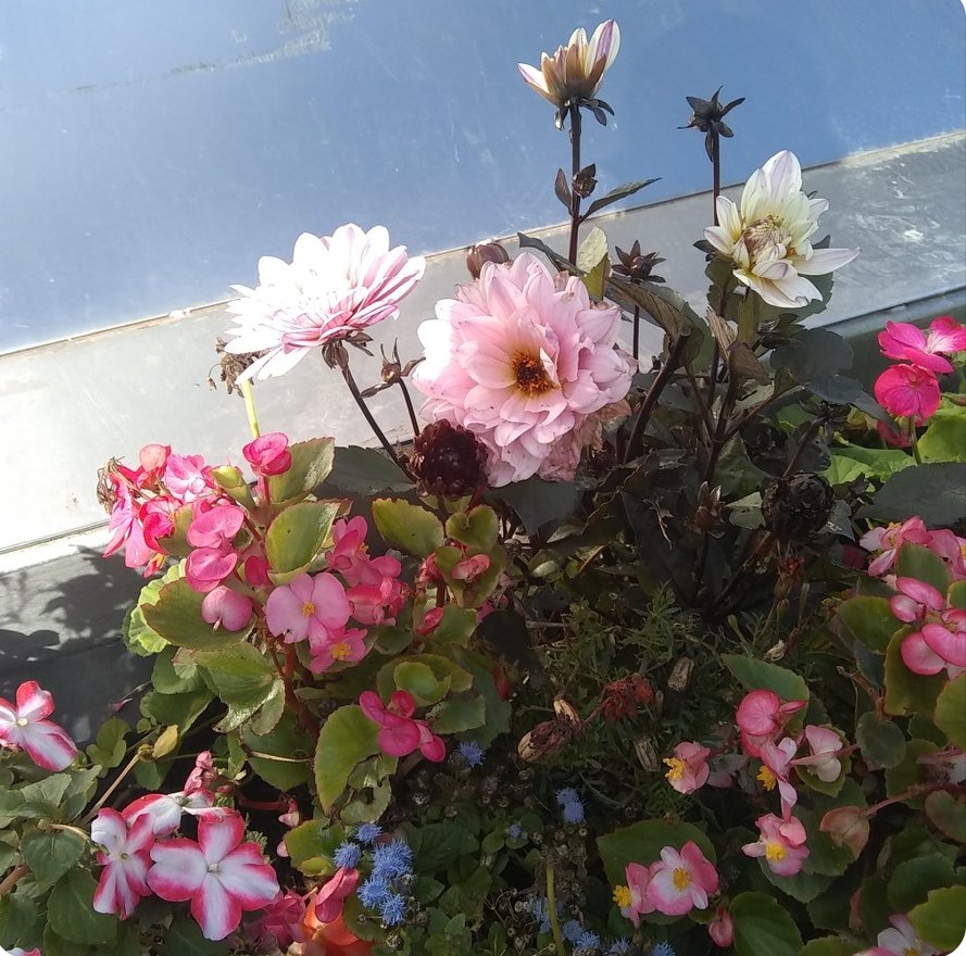 Bom dia alegria.. feliz domingo 😙😙😙