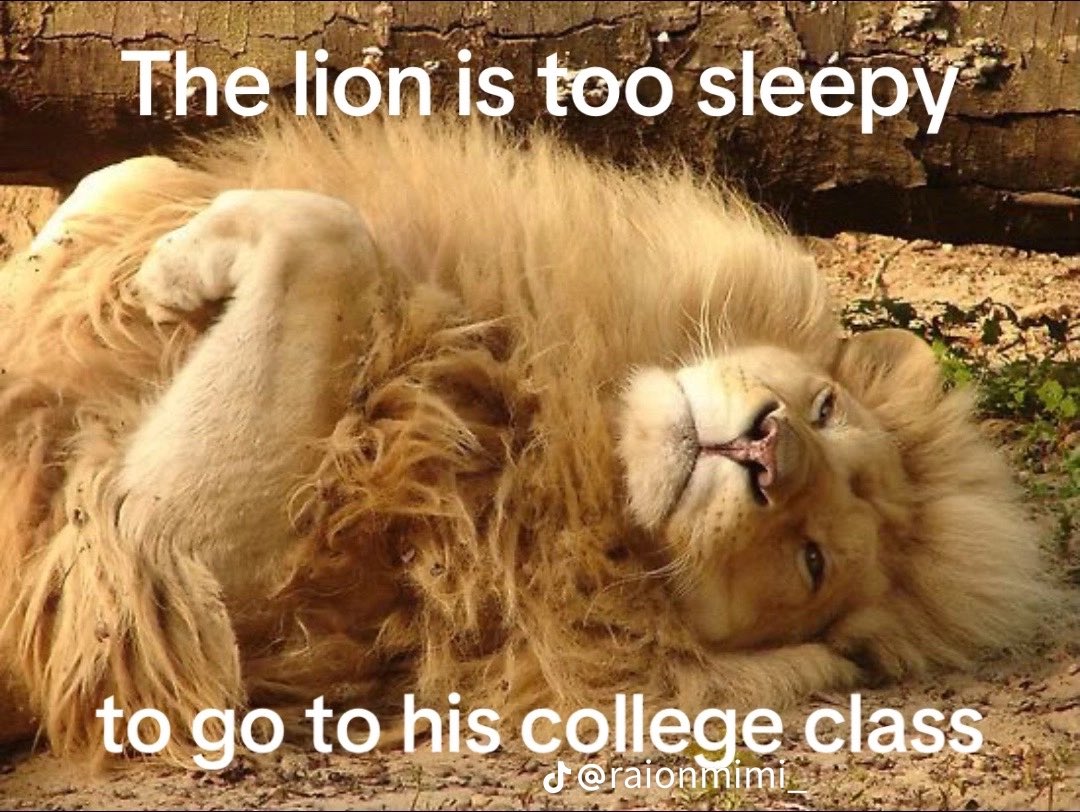 aseeelsh's tweet image. Good Morning