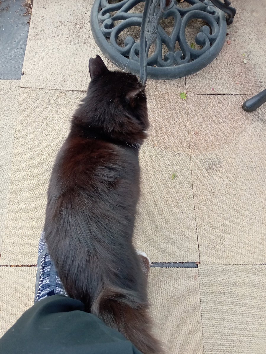 もこにゃん🐾にこにゃん (@neconyanmoco1O8) / Posts / X