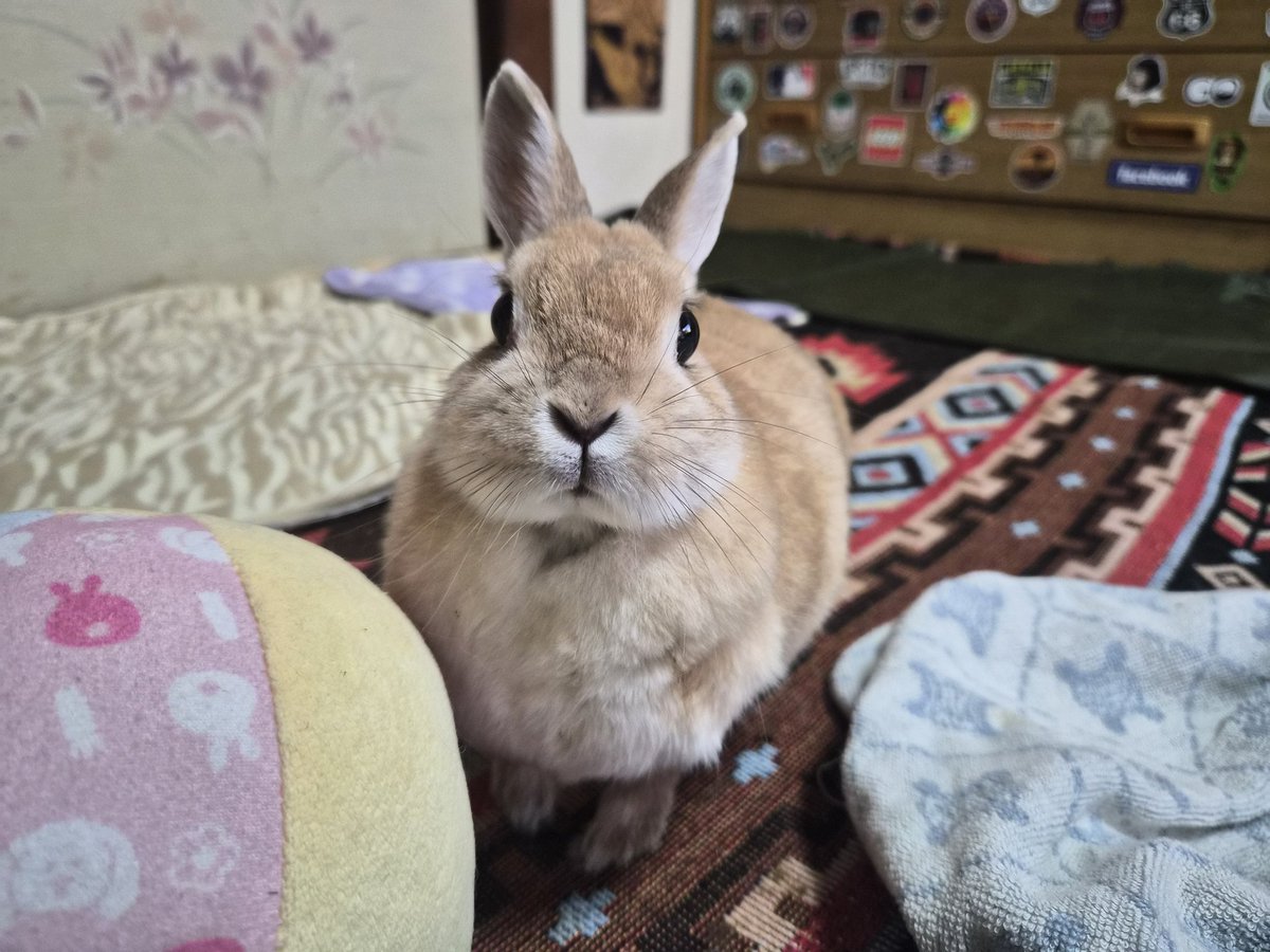 ごんちゃん  G011536_1685x.jpg?v=1757572716