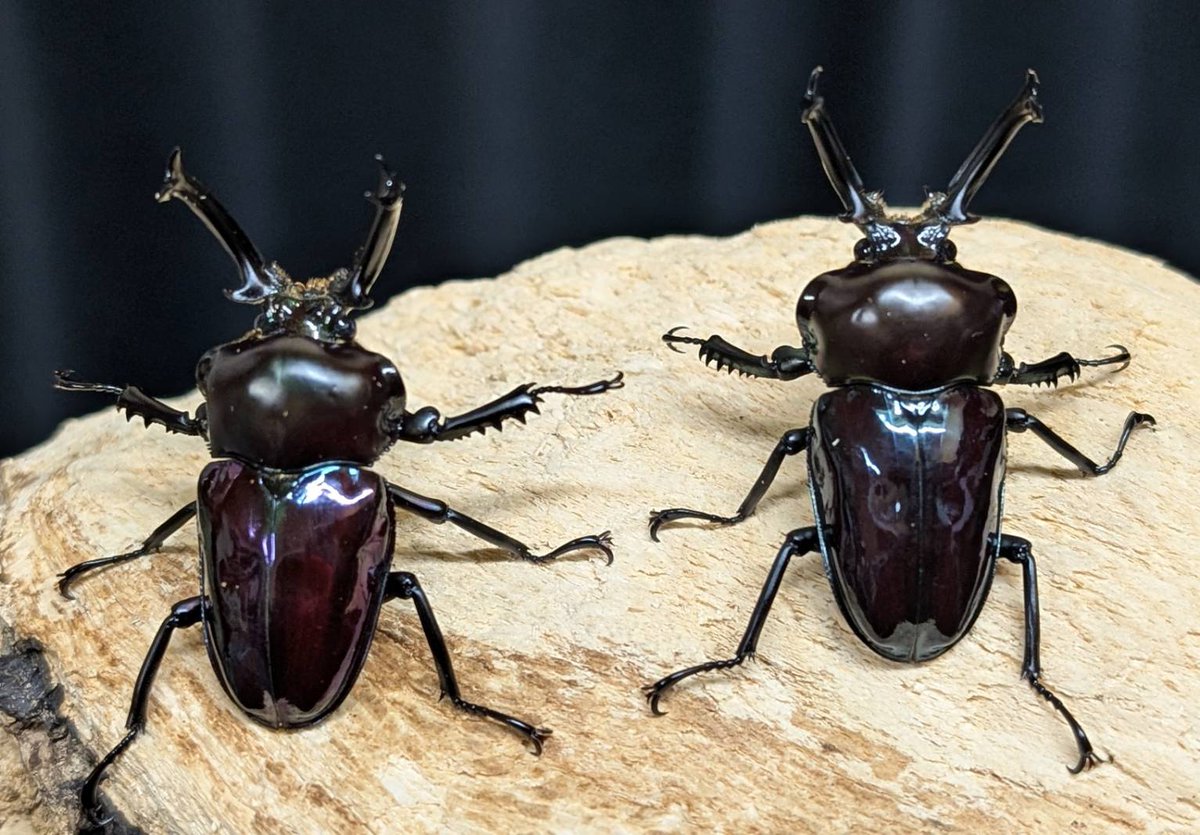 ◯beetleshop桜◯即ブリード可能。イイジマゾウカブト♂単品108ミリ